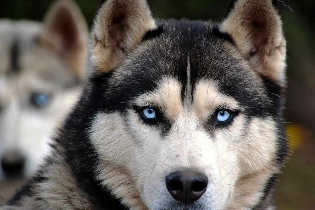 Why Do Huskies Talk So Much? (And What They're Actually Saying)