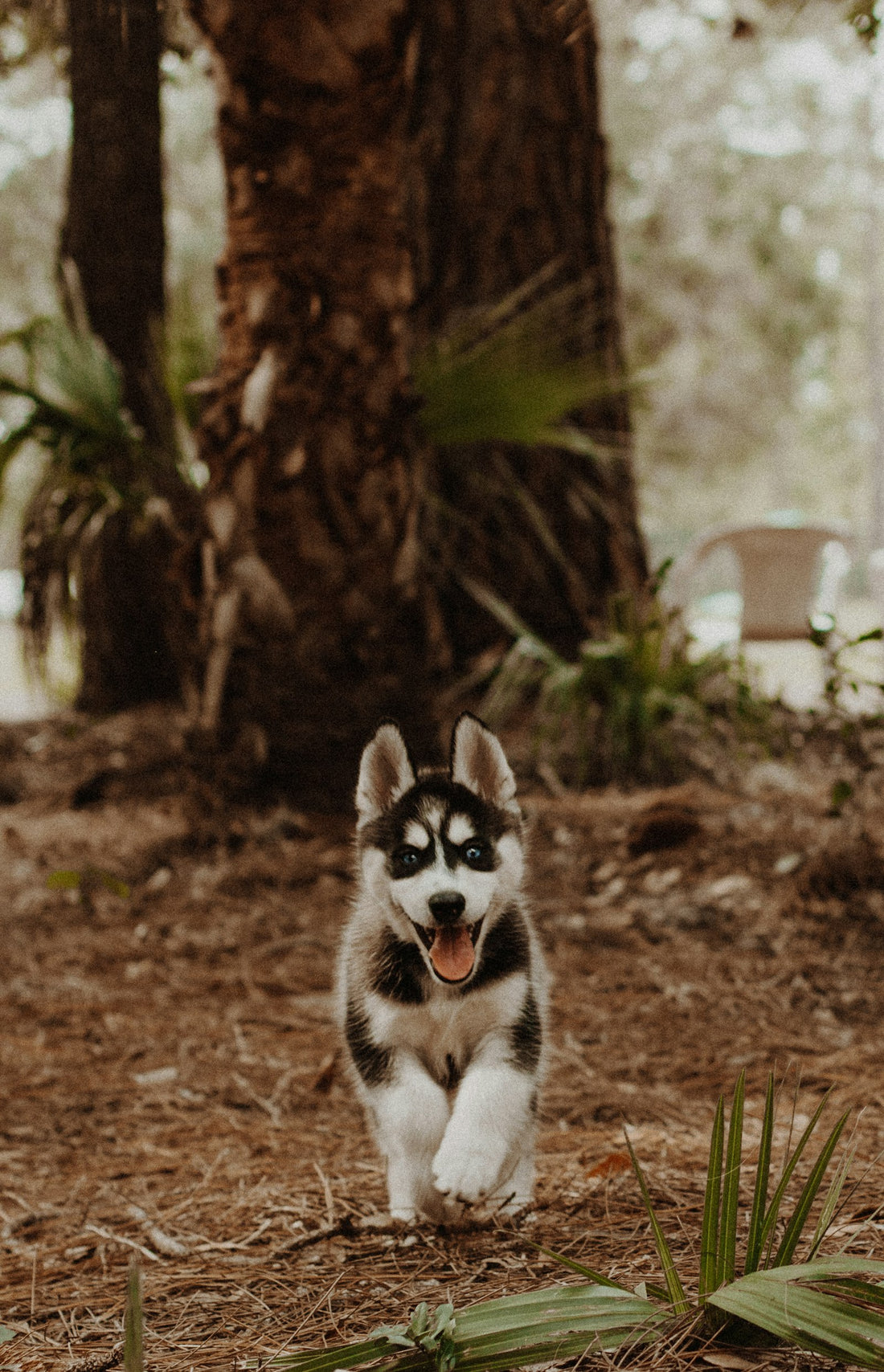 Fluffy white and black Siberian husky puppy with a soft puppy coat