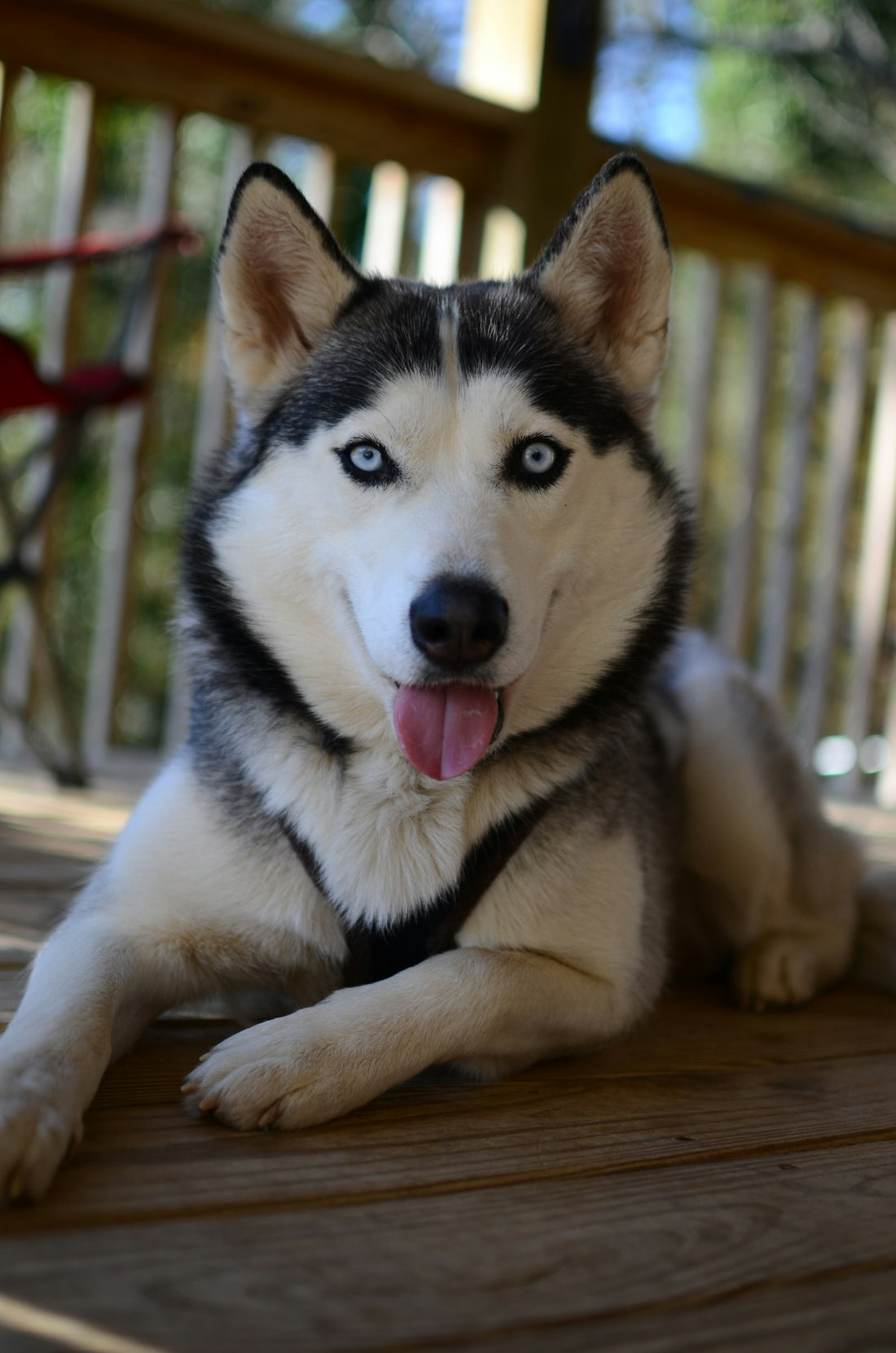 Siberian husky lying down and resting on a wooden deck
