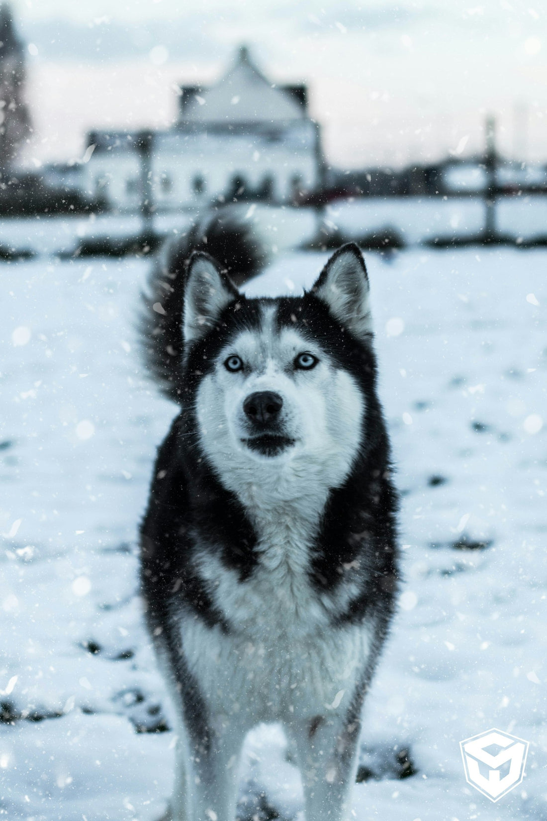 Close-up of a Siberian Husky with a classic black-and-white face mask