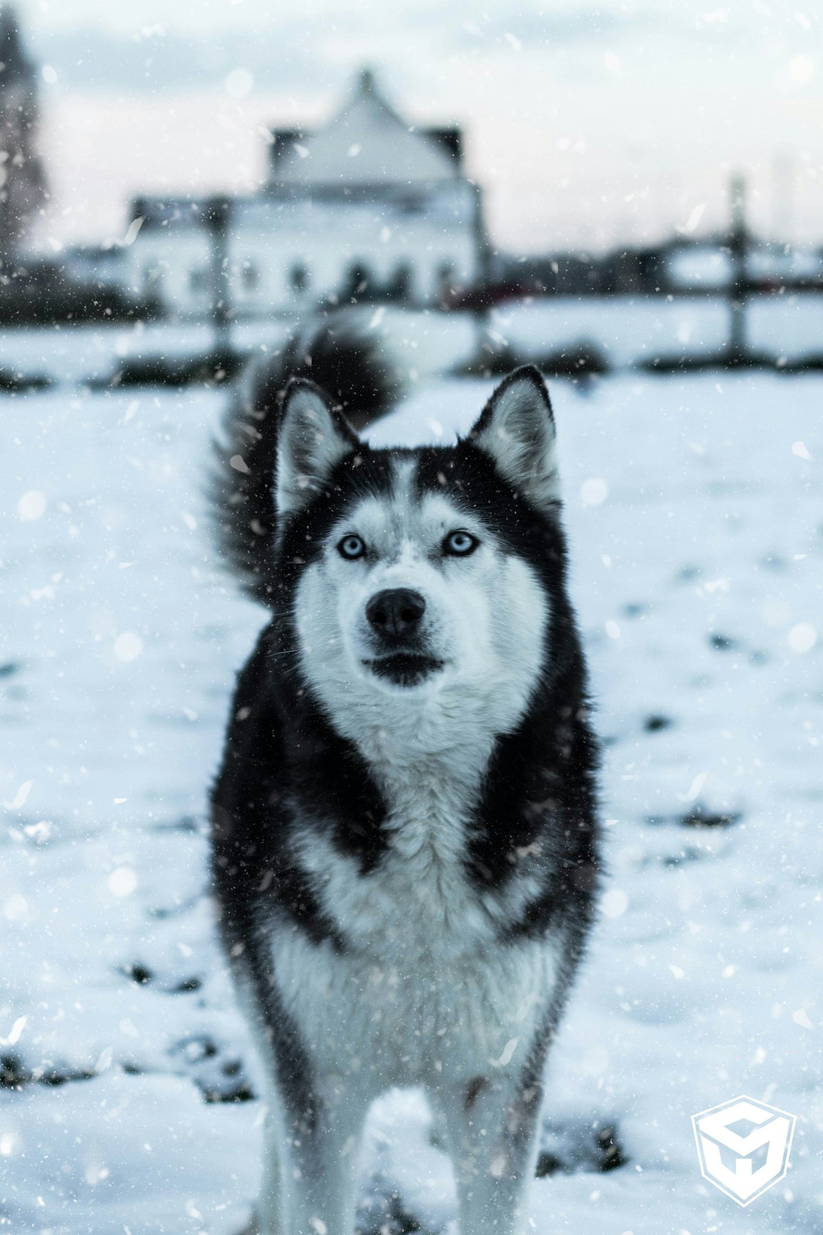 Close-up of a Siberian Husky with a classic black-and-white face mask