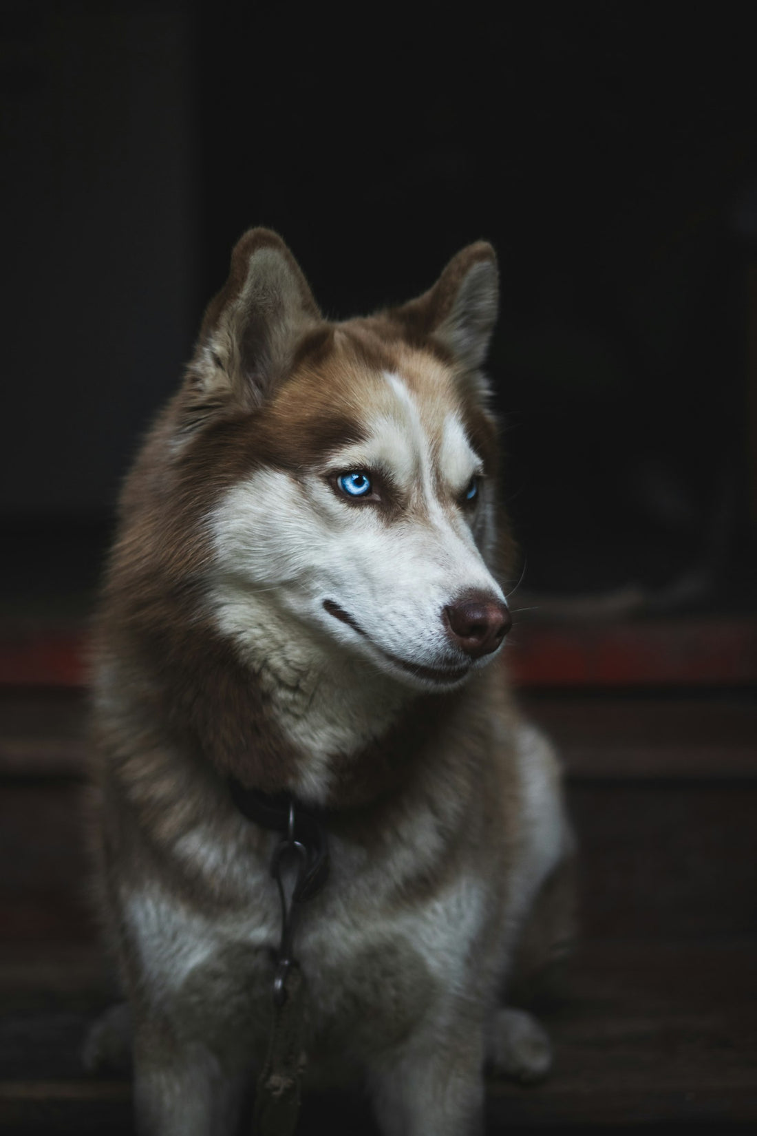 Adult Siberian Husky with striking eyes looking at the camera