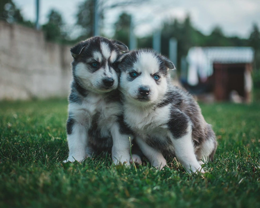 Two fluffy Siberian Husky puppies sitting together on green grass