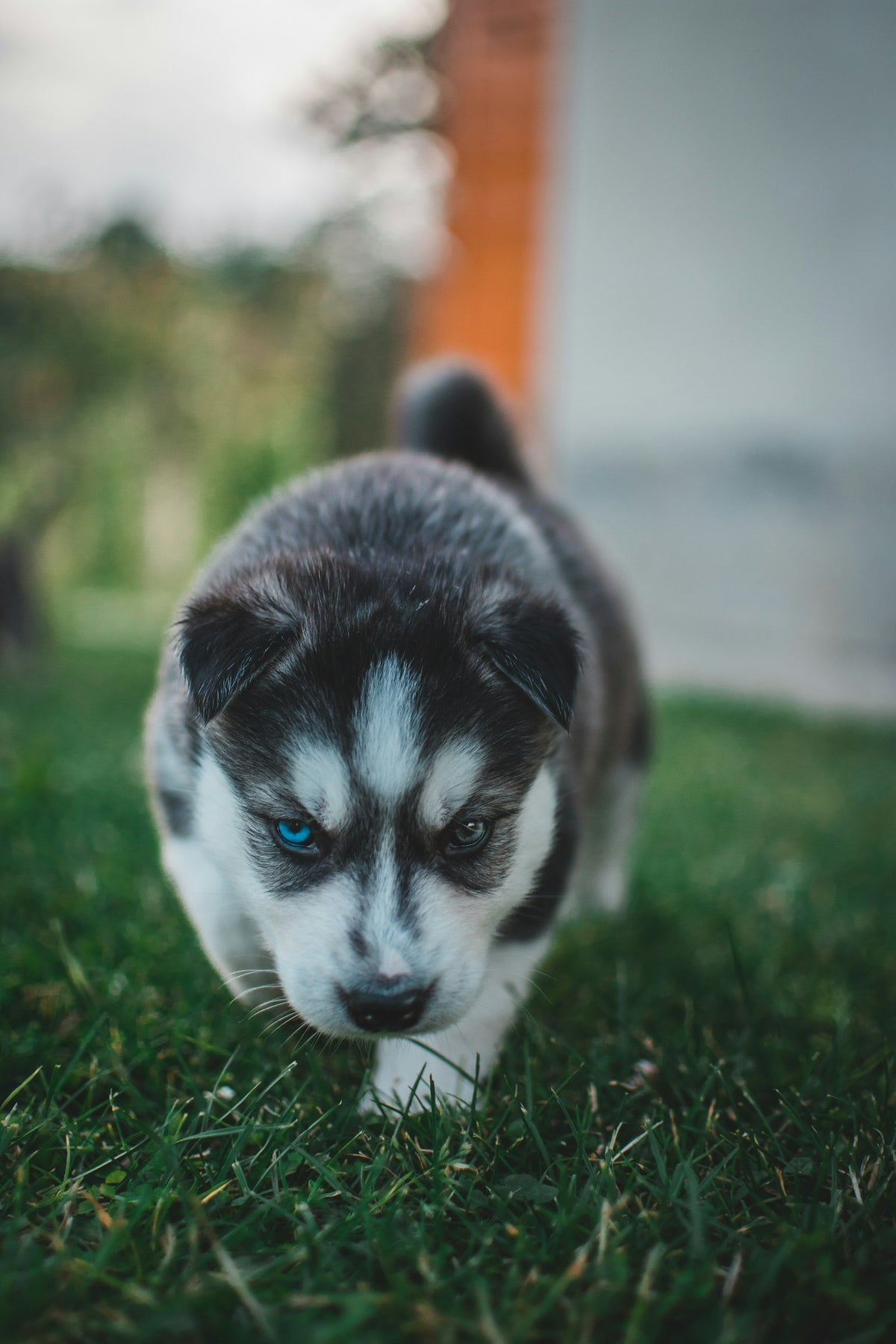 Happy Siberian Husky puppy sitting in a green grassy field