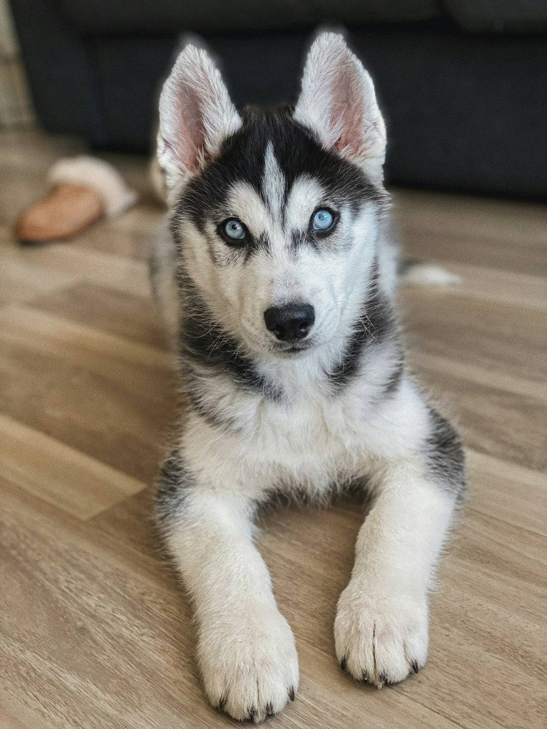 Fluffy Siberian Husky puppy, the perfect candidate for gentle brushing practice