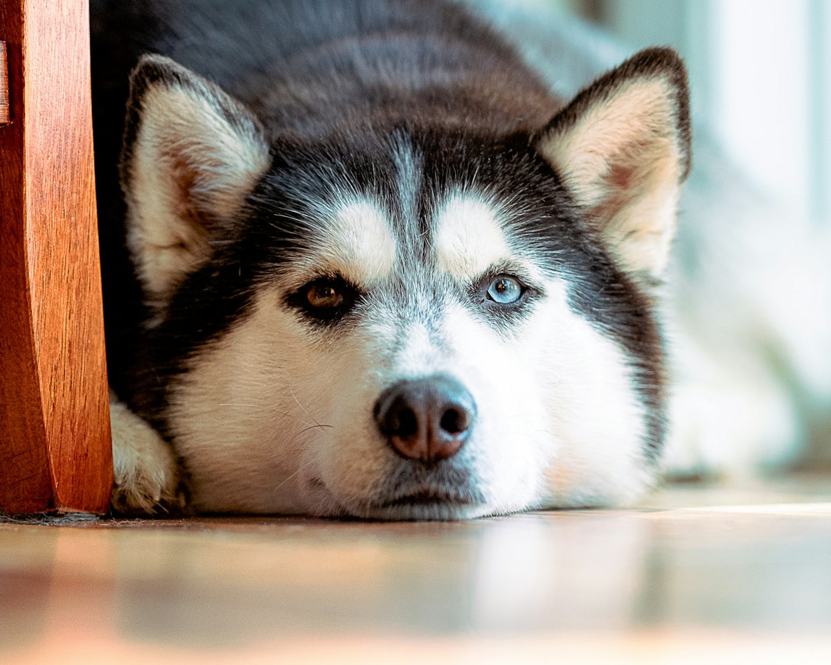 Black and white Siberian Husky puppy lying on a wooden floor indoors