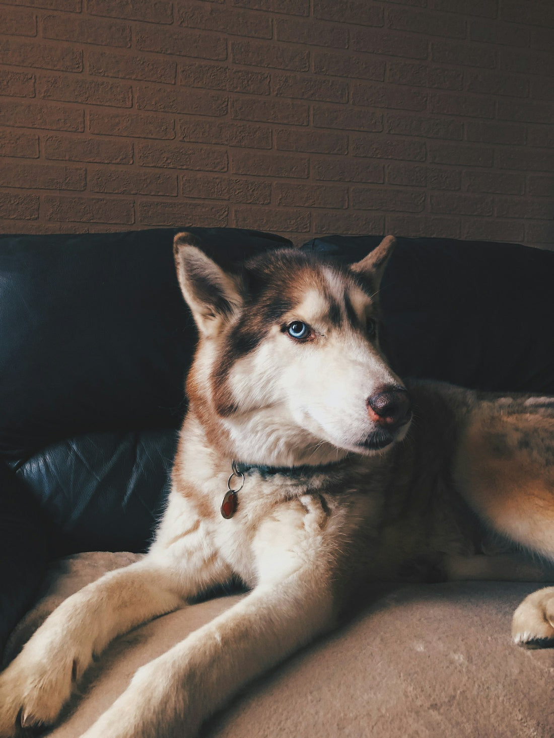 White and brown Siberian husky relaxing on a black couch in an apartment