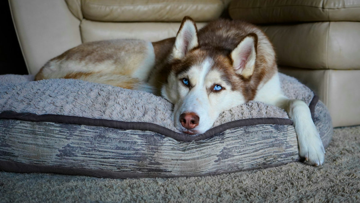 White and brown Siberian Husky lying on a gray wooden floor