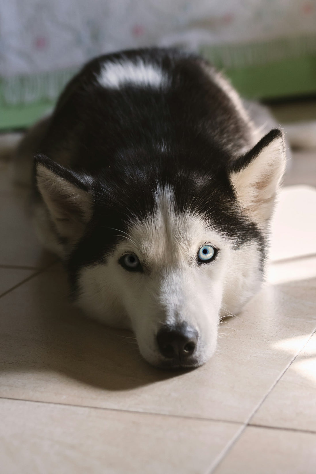 Fluffy black and white Siberian husky puppy relaxing at home
