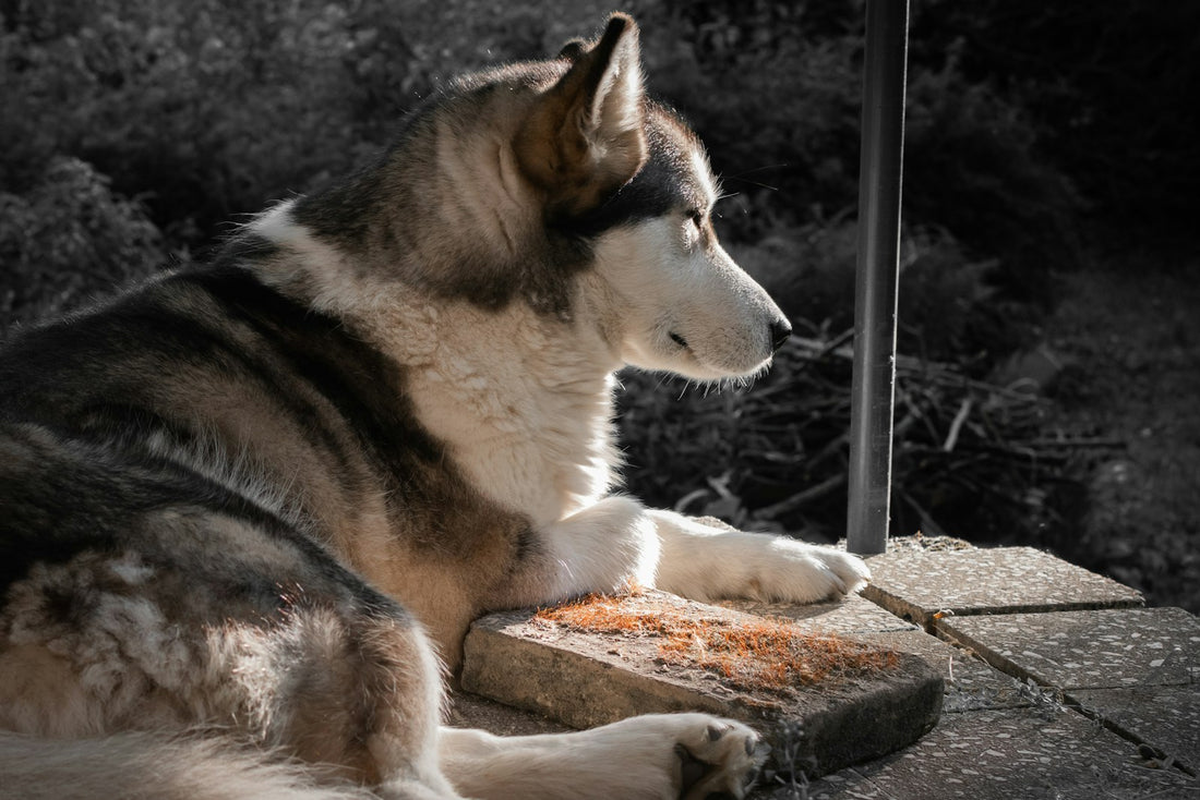 Siberian Husky puppy with a fluffy black and white coat lying on the ground outdoors