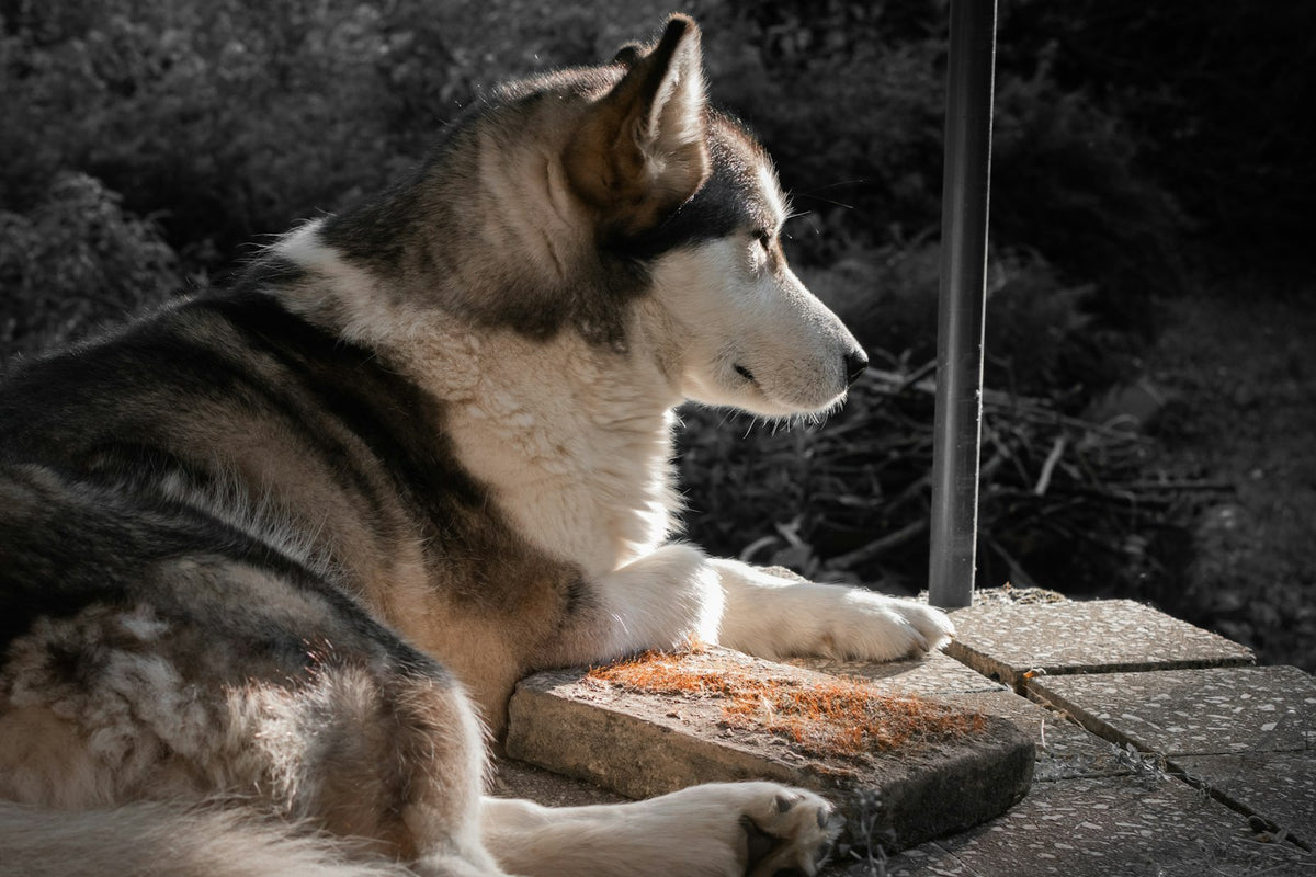 Siberian Husky puppy with a fluffy black and white coat lying on the ground outdoors
