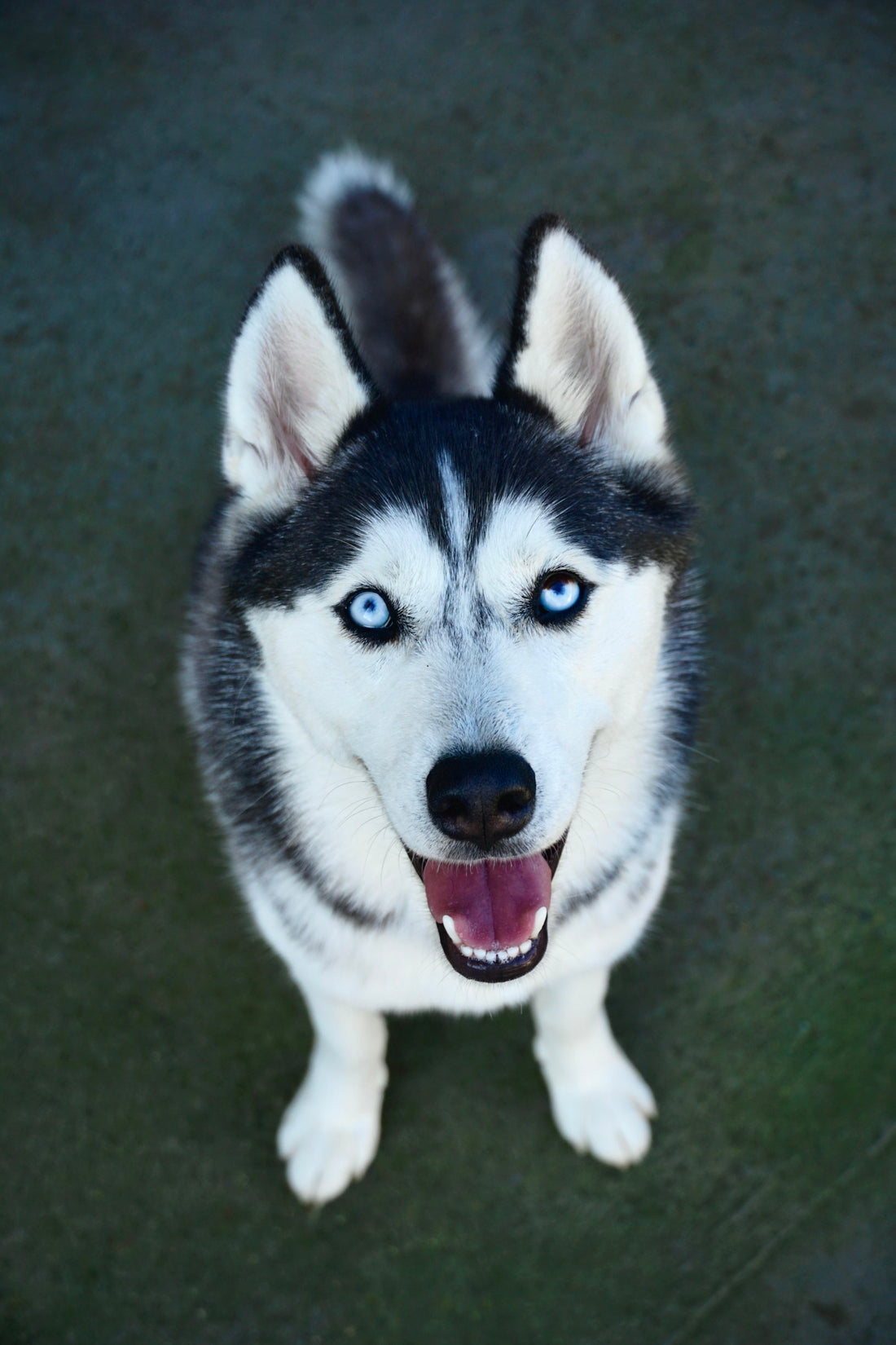 Fluffy white and black Siberian husky puppy looking up sweetly