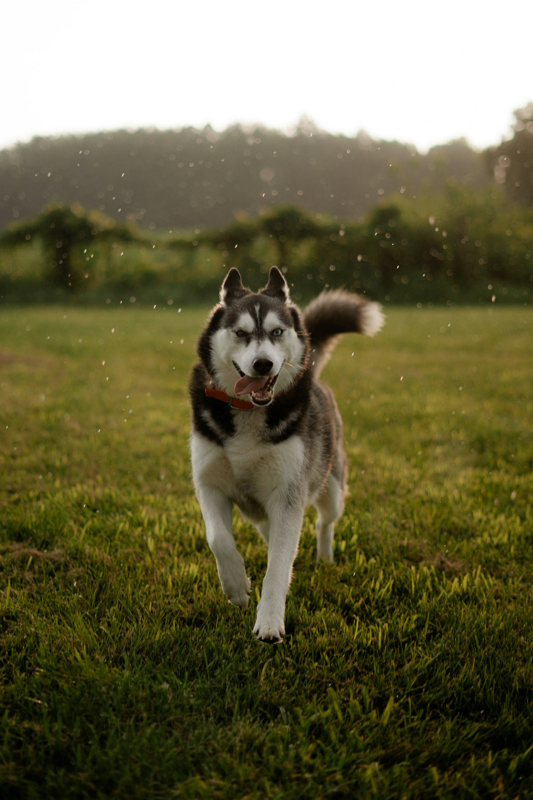 Happy Siberian Husky running through a grassy field, ready for an evening walk