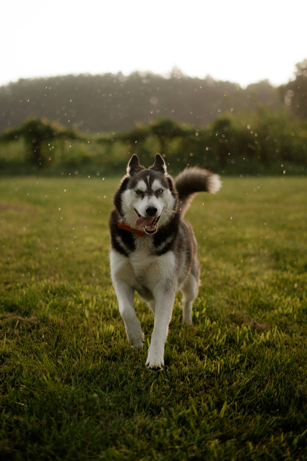 Happy Siberian Husky running through a grassy field, ready for an evening walk