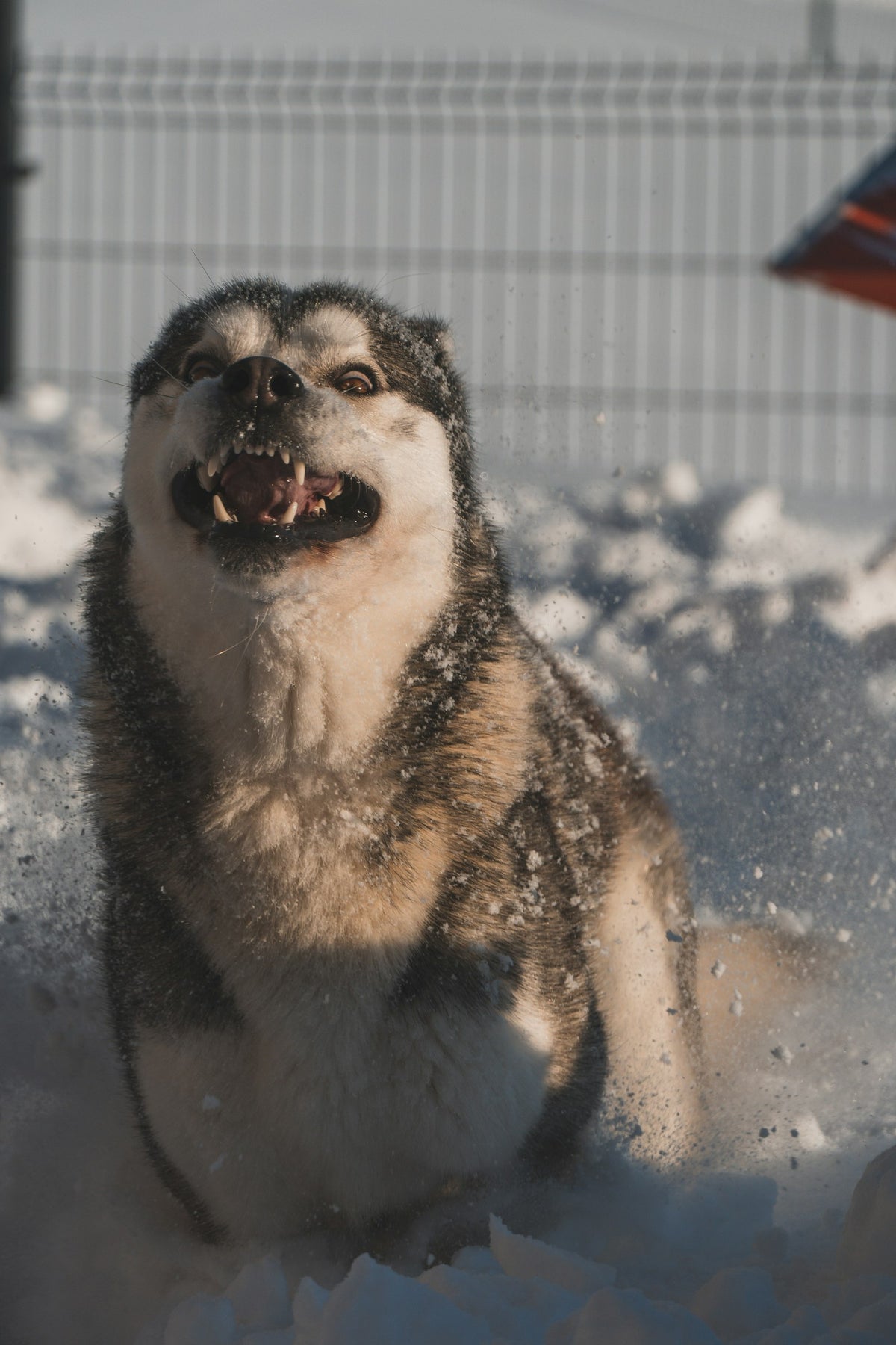 Happy Siberian Husky playing in fresh snow on a cold winter day