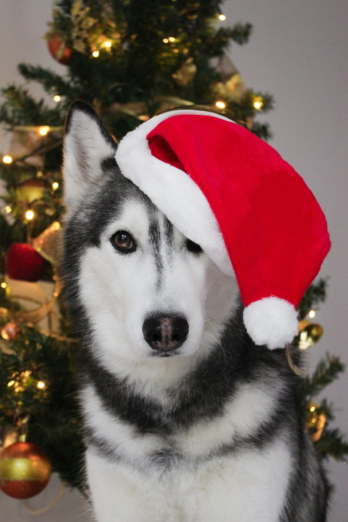 Siberian husky wearing a Santa hat in front of a Christmas tree