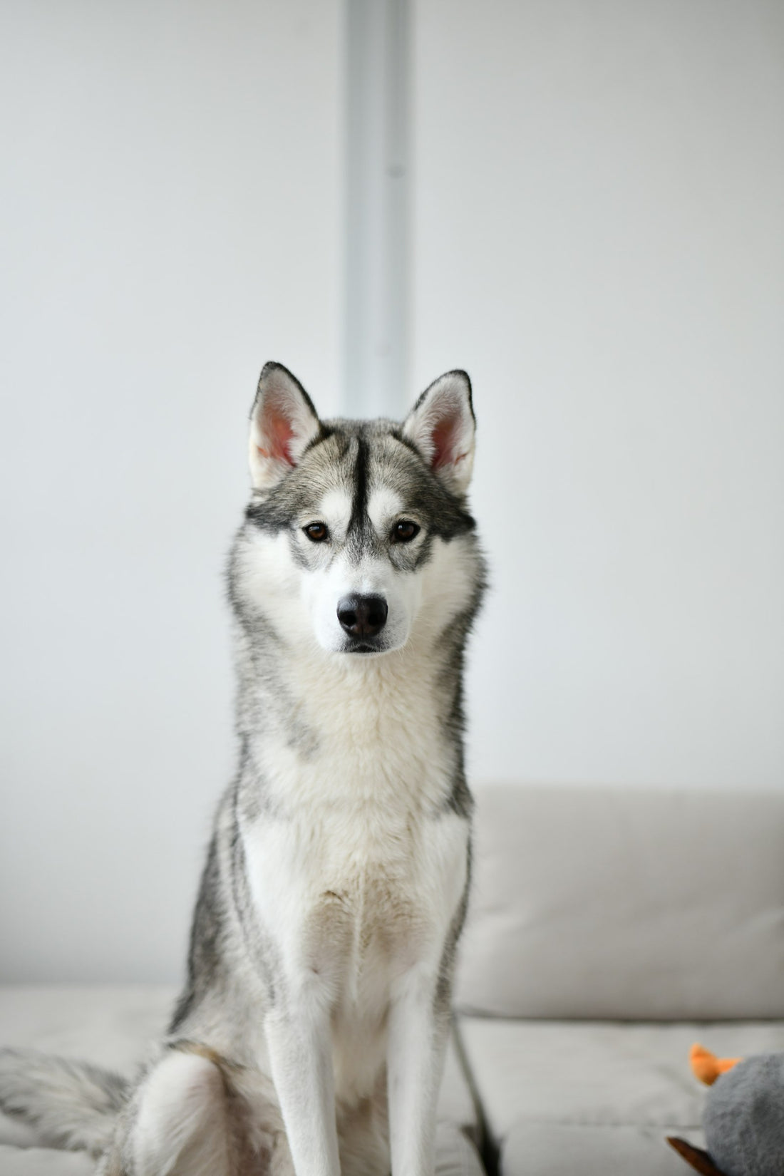 Siberian Husky sitting on a white couch, a familiar spot for husky hair during shedding season