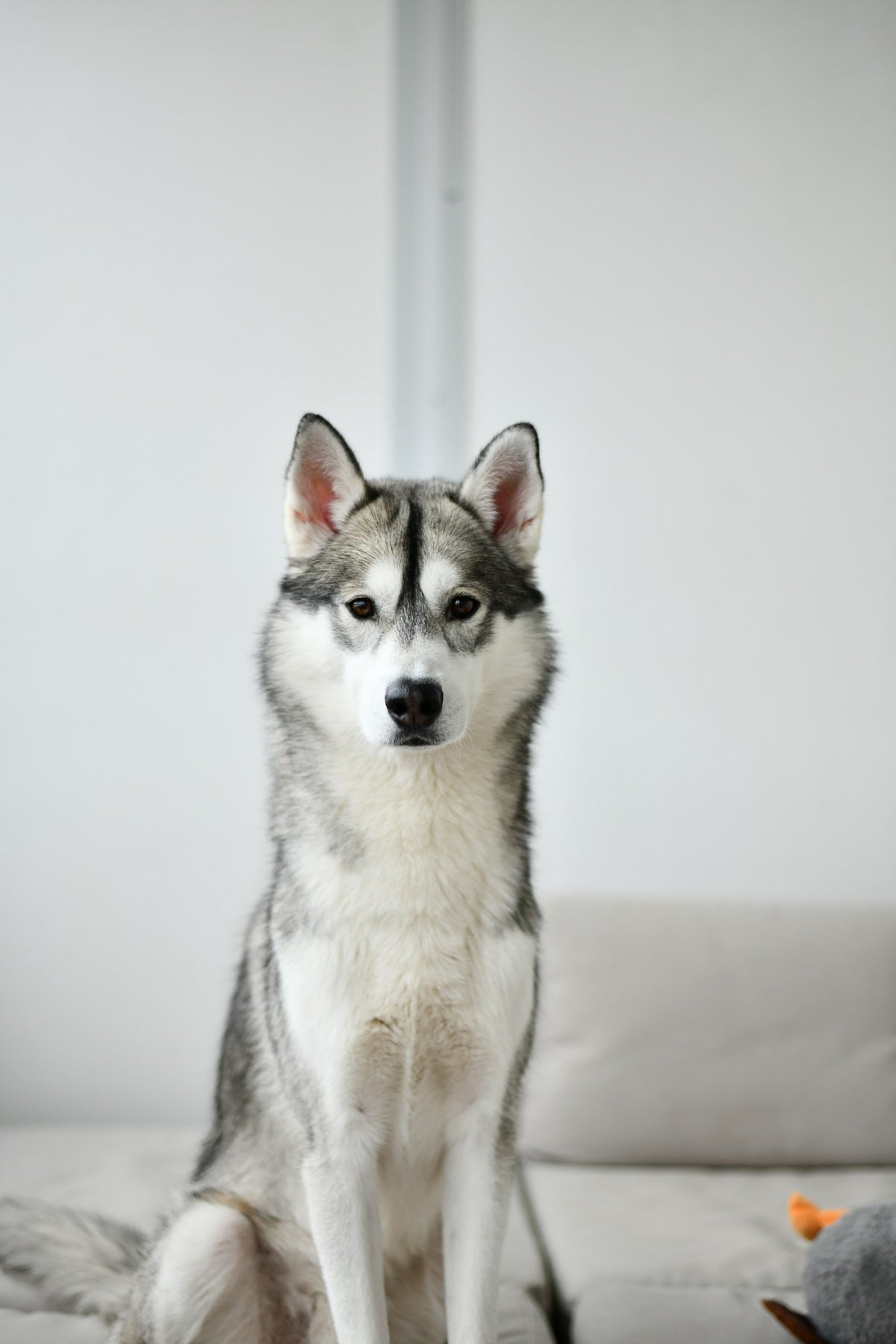 Siberian Husky sitting on a white couch, a familiar spot for husky hair during shedding season