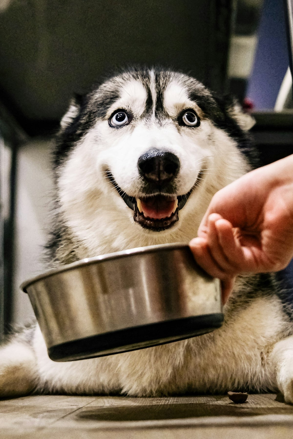 Siberian Husky eating kibble from a metal food bowl at mealtime