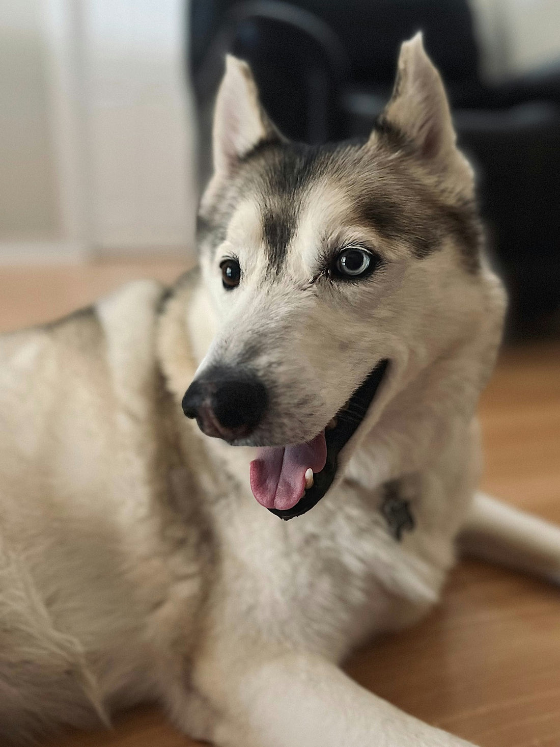 Relaxed Siberian husky lounging on a wooden floor after bath time