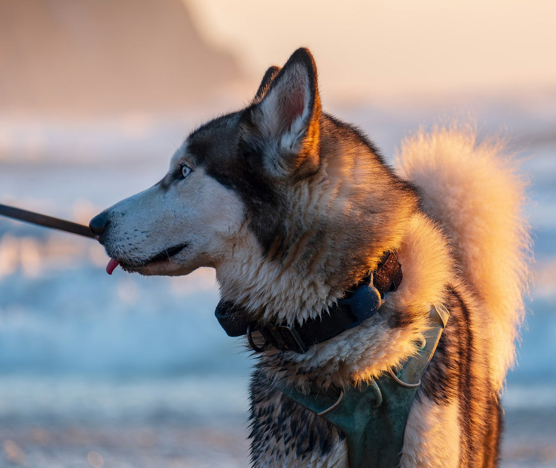 Playful Siberian husky on the beach carrying a stick in its mouth