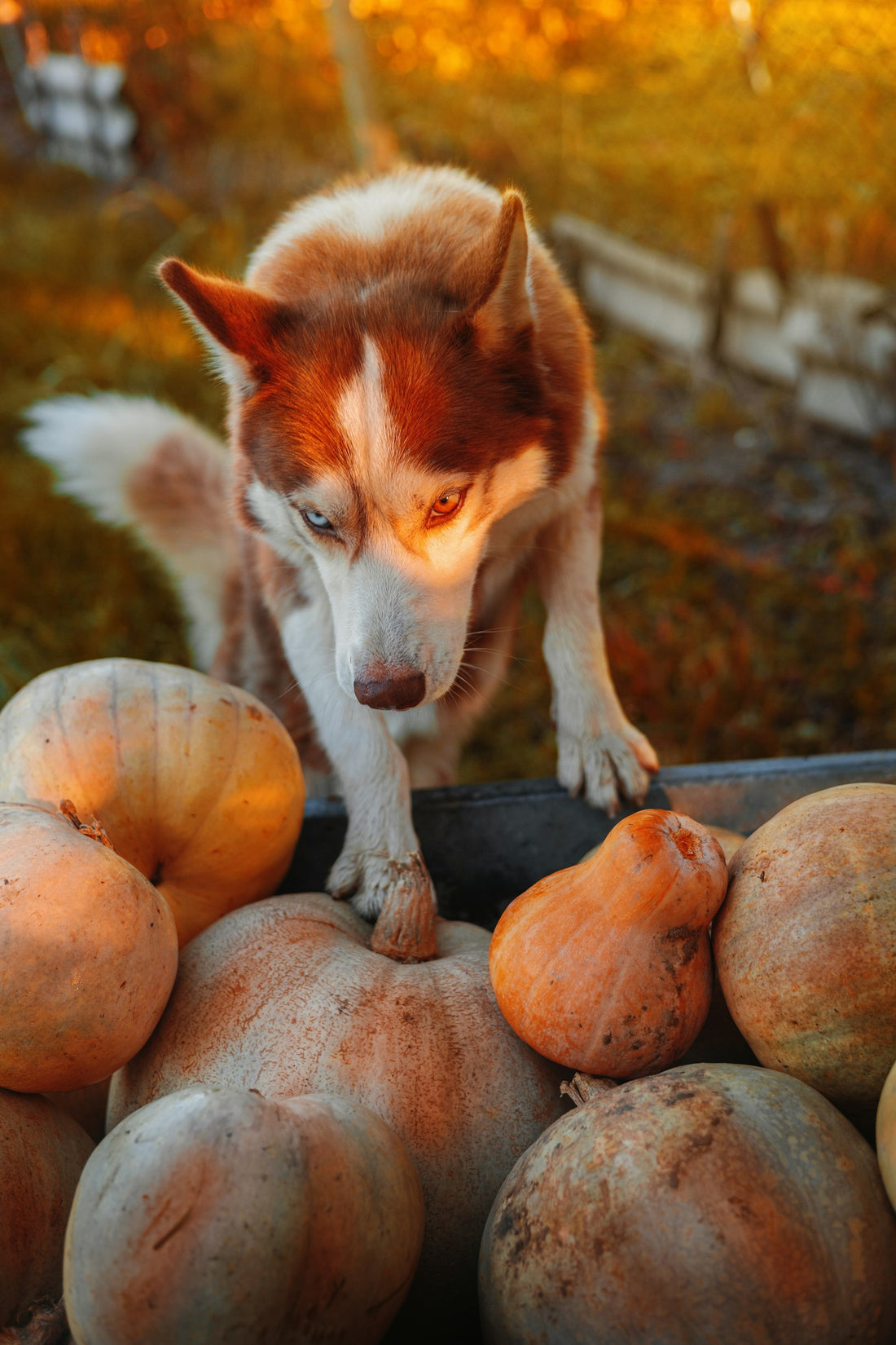 Siberian Husky standing on a pile of orange pumpkins on an autumn day