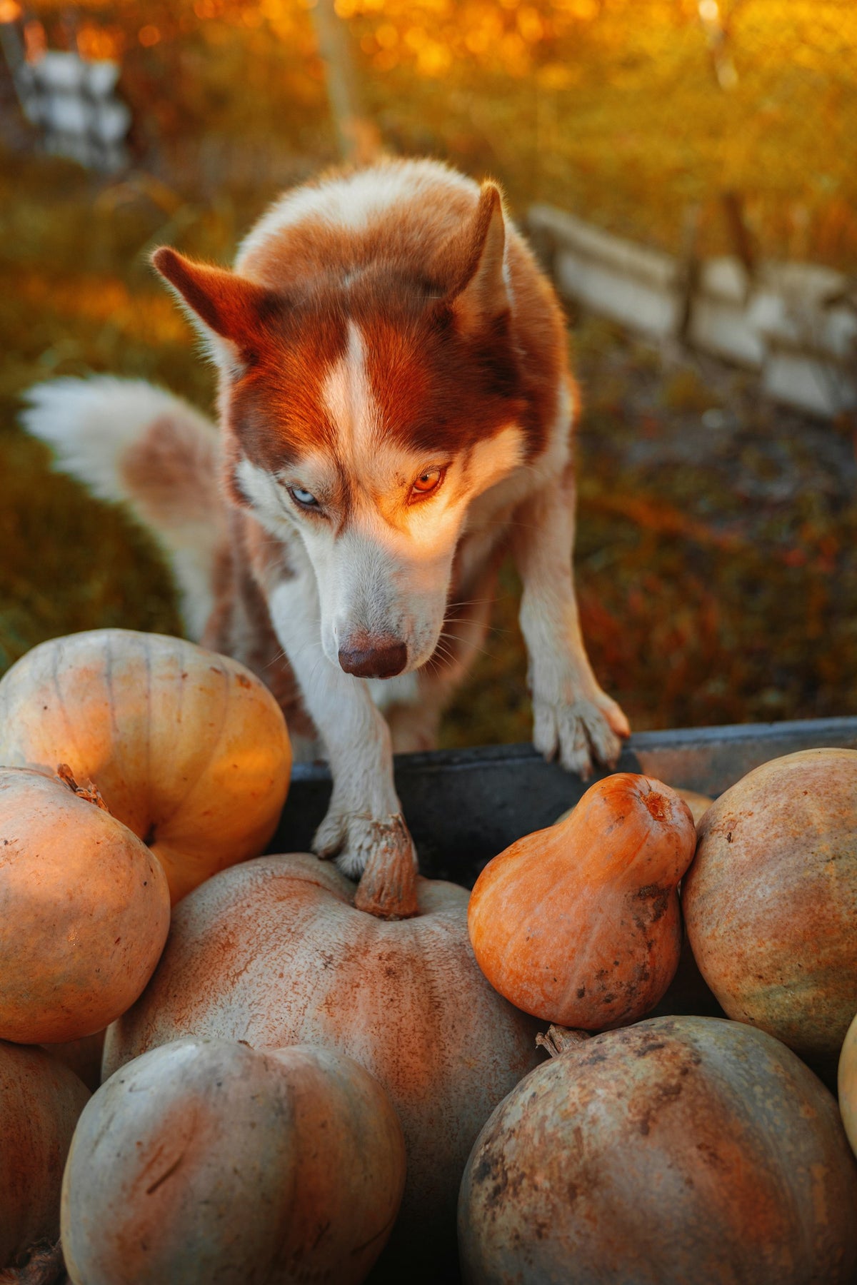 Siberian Husky standing on a pile of orange pumpkins on an autumn day