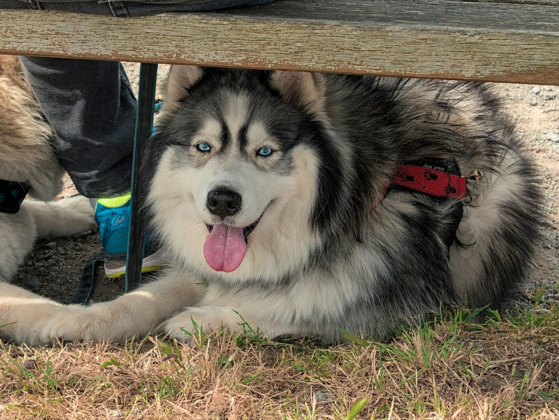 A happy, smiling Siberian Husky resting under a park bench