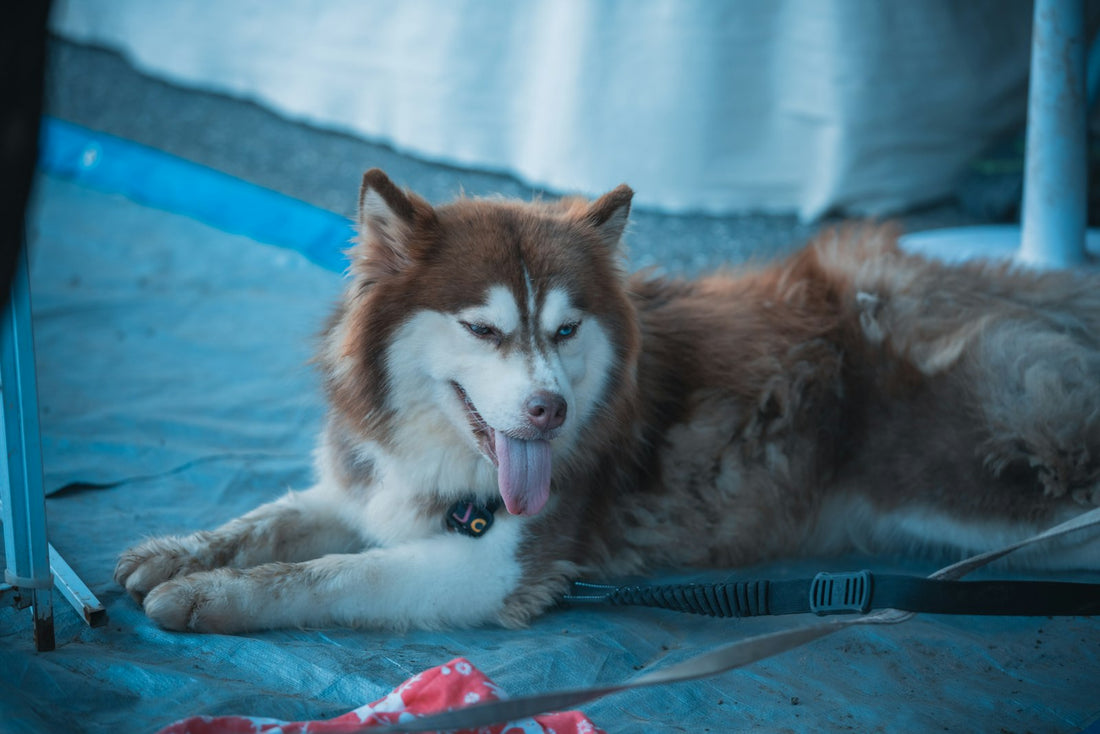 Happy Siberian Husky with its tongue sticking out