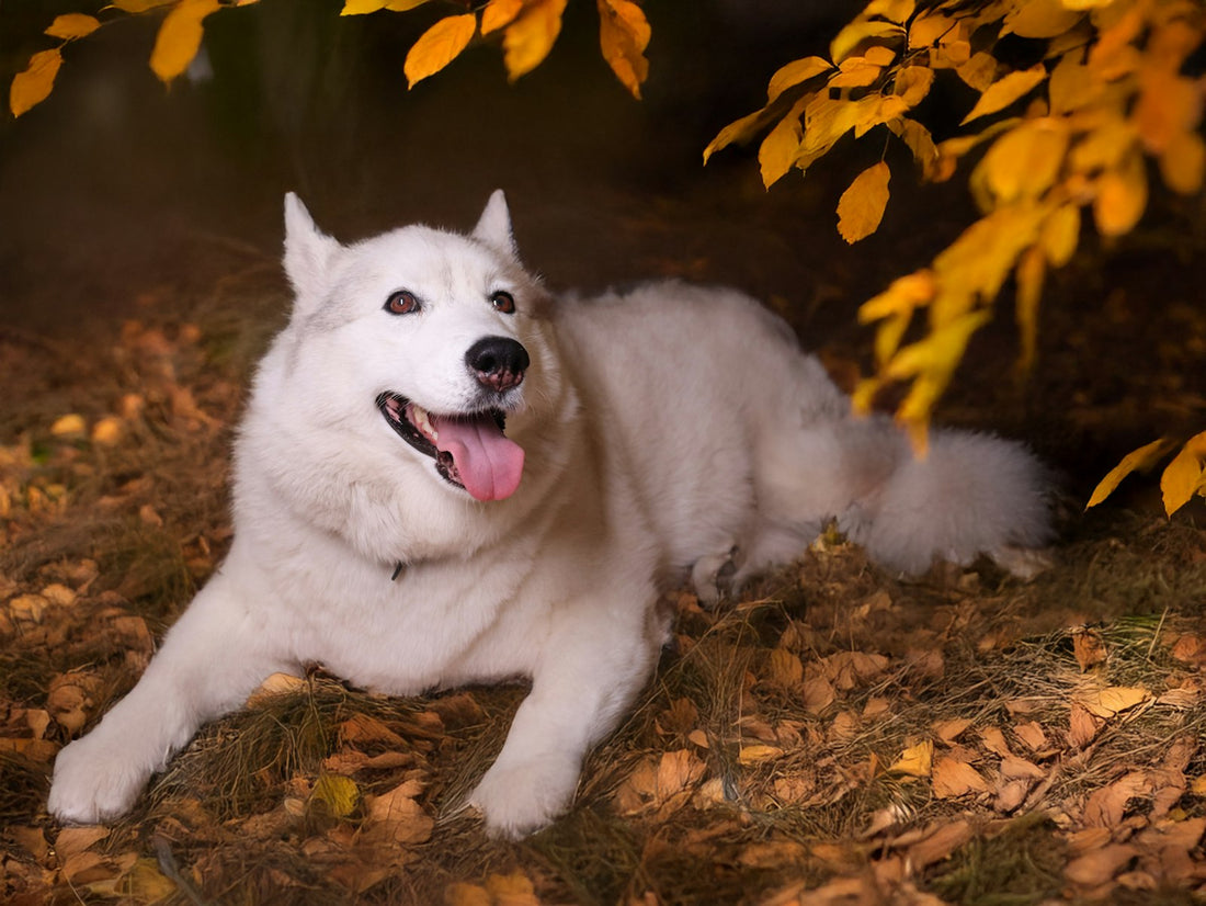 White Siberian Husky lying on a bed of autumn leaves
