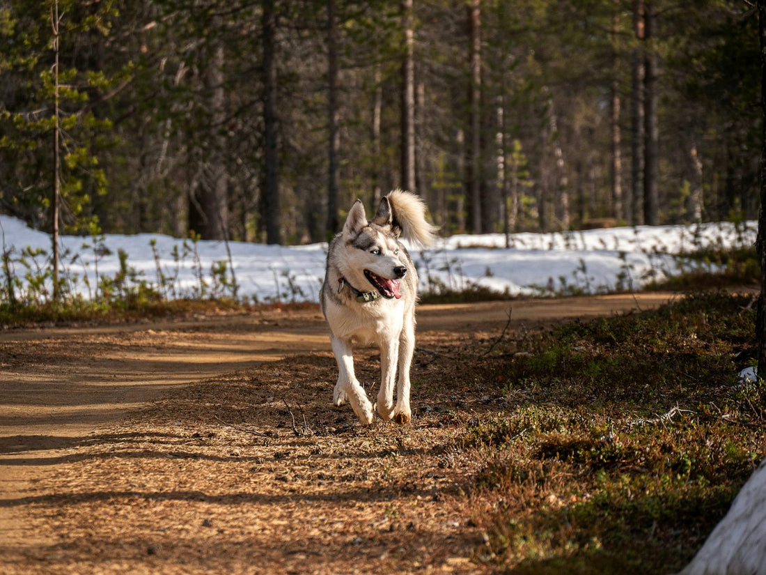 Siberian Husky running down a dirt forest trail, ready for a canicross run
