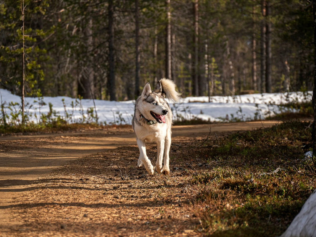 Siberian Husky running down a dirt forest trail, ready for a canicross run