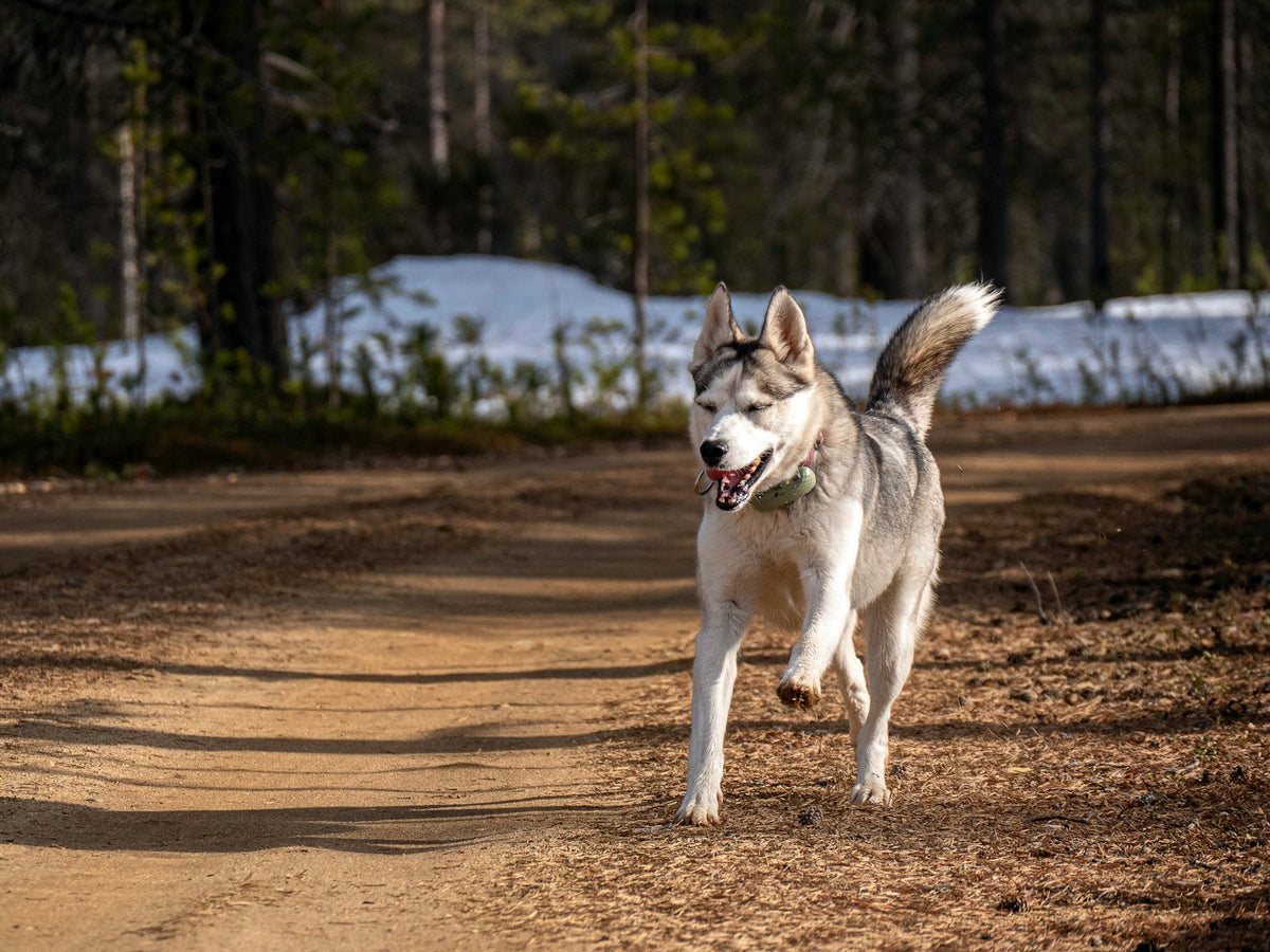 Happy Siberian husky running along a dirt forest trail, ready for a bikejoring adventure