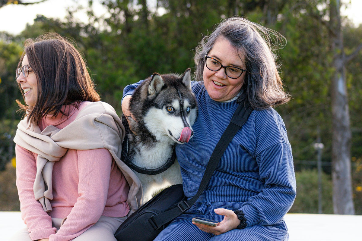 A friendly Siberian Husky sitting outdoors with two women, settling in with its new family
