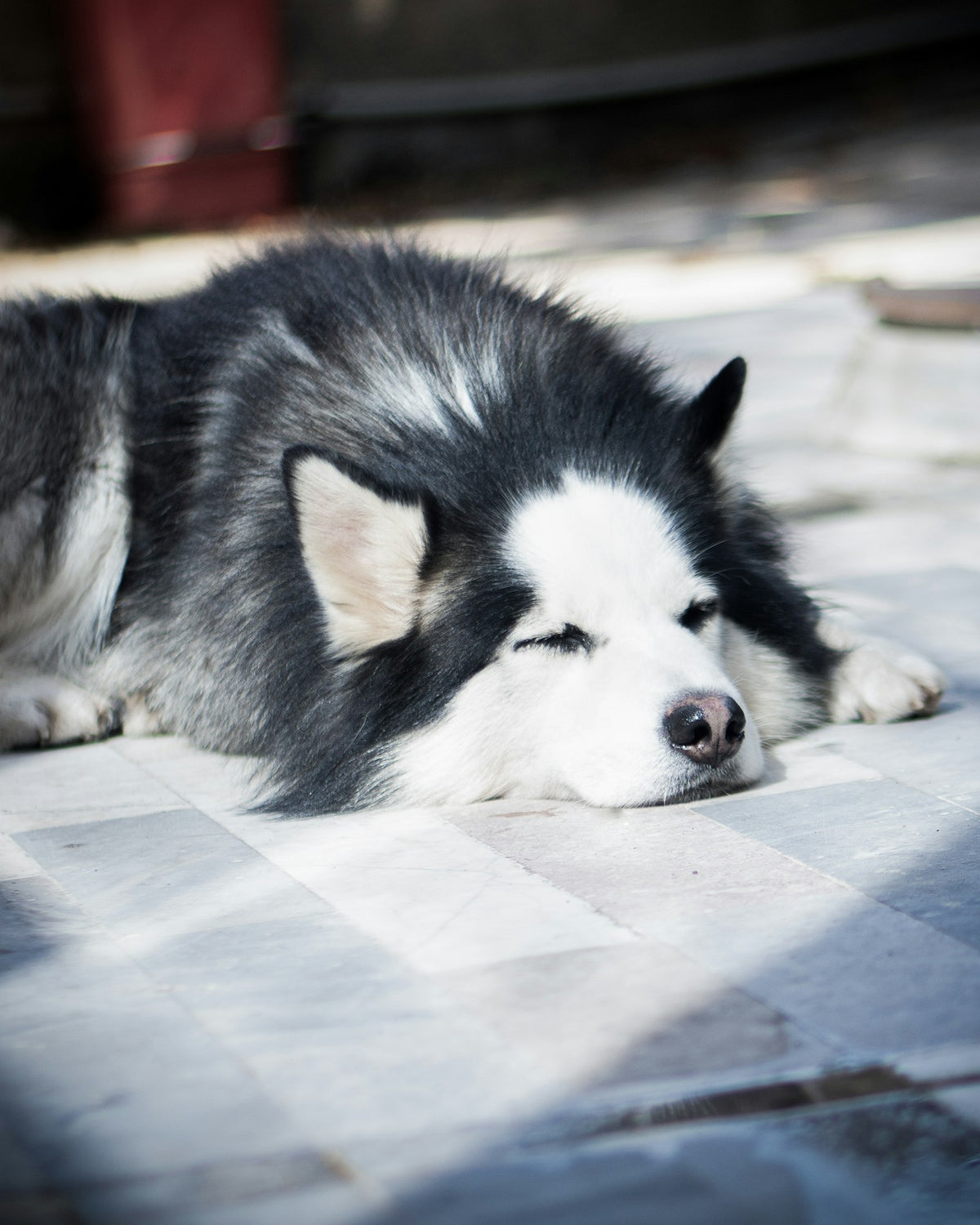 Fluffy Siberian Husky relaxing on a cool tiled floor at home