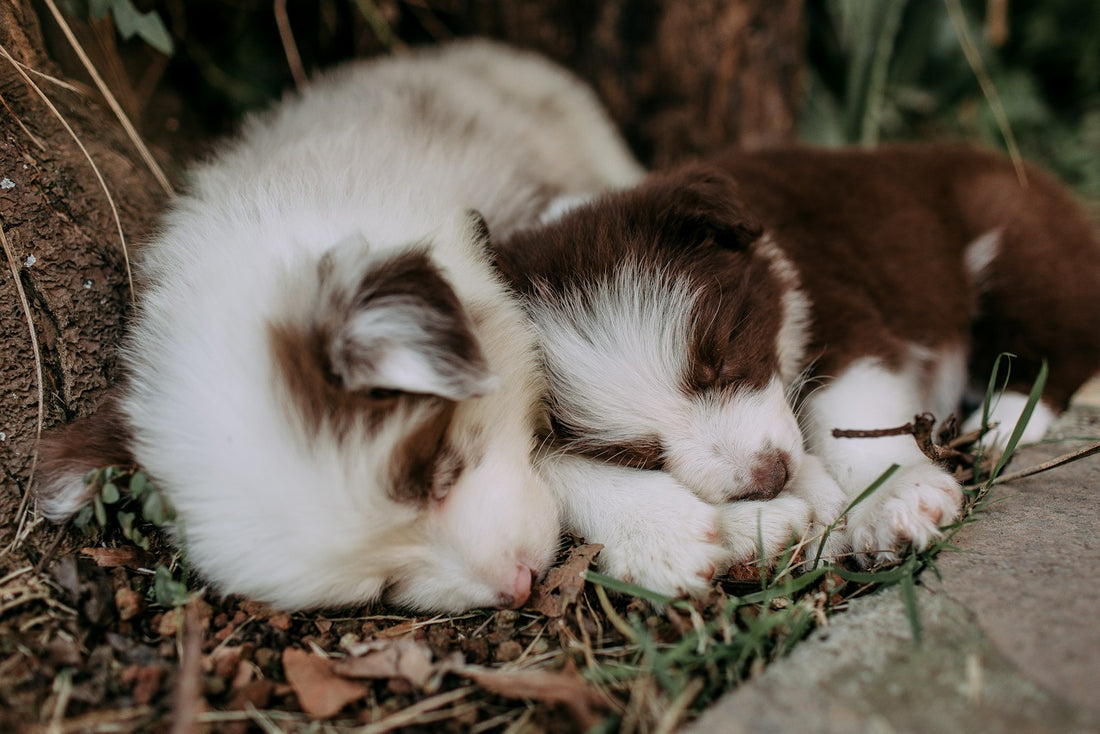 Two fluffy Siberian Husky puppies sleeping peacefully side by side
