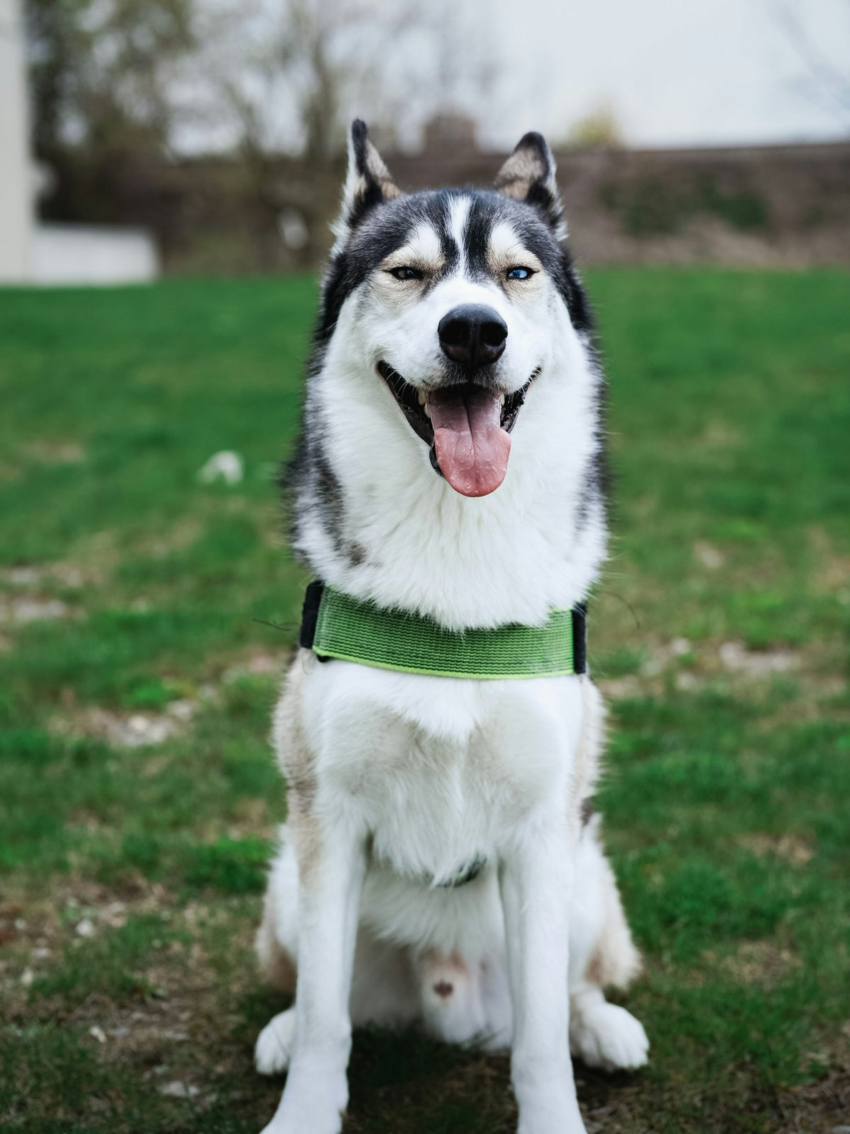 Happy Siberian husky wearing a green harness on a grassy field, ready for recall training