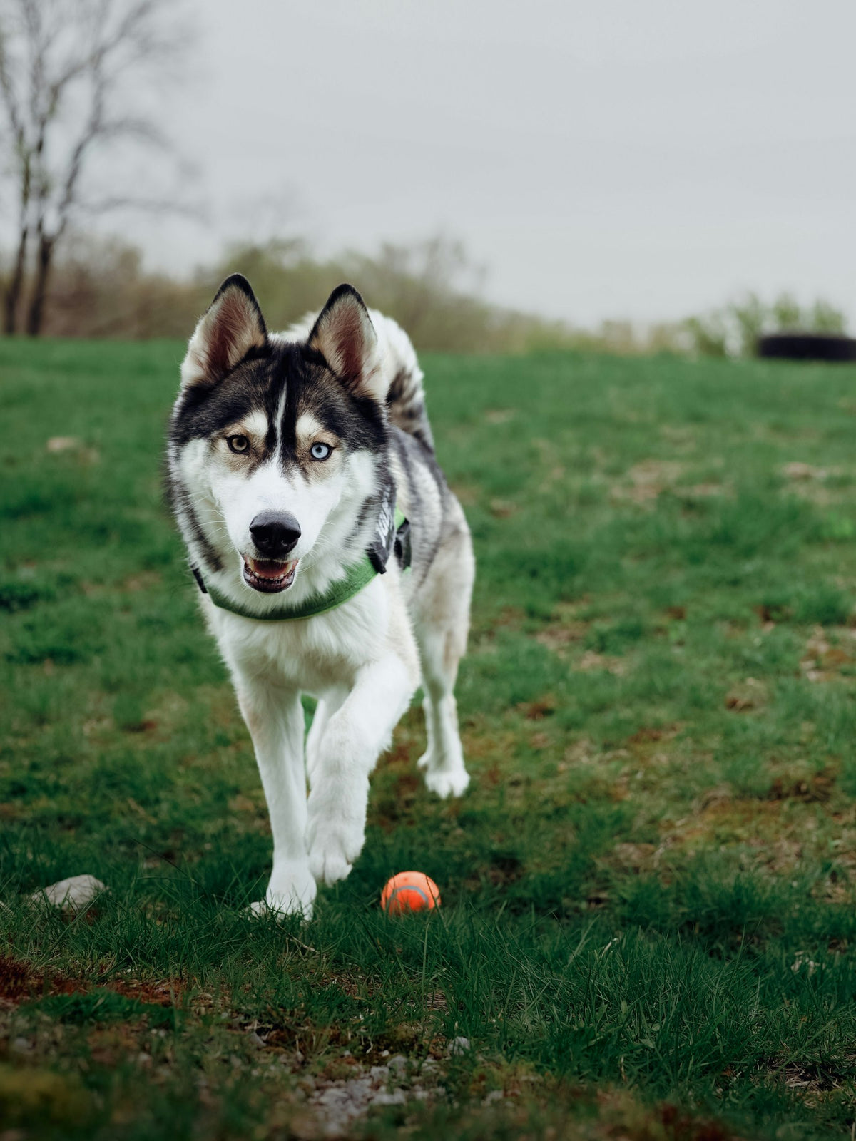 Happy Siberian husky with one blue eye and one brown eye trotting across green grass toward an orange ball