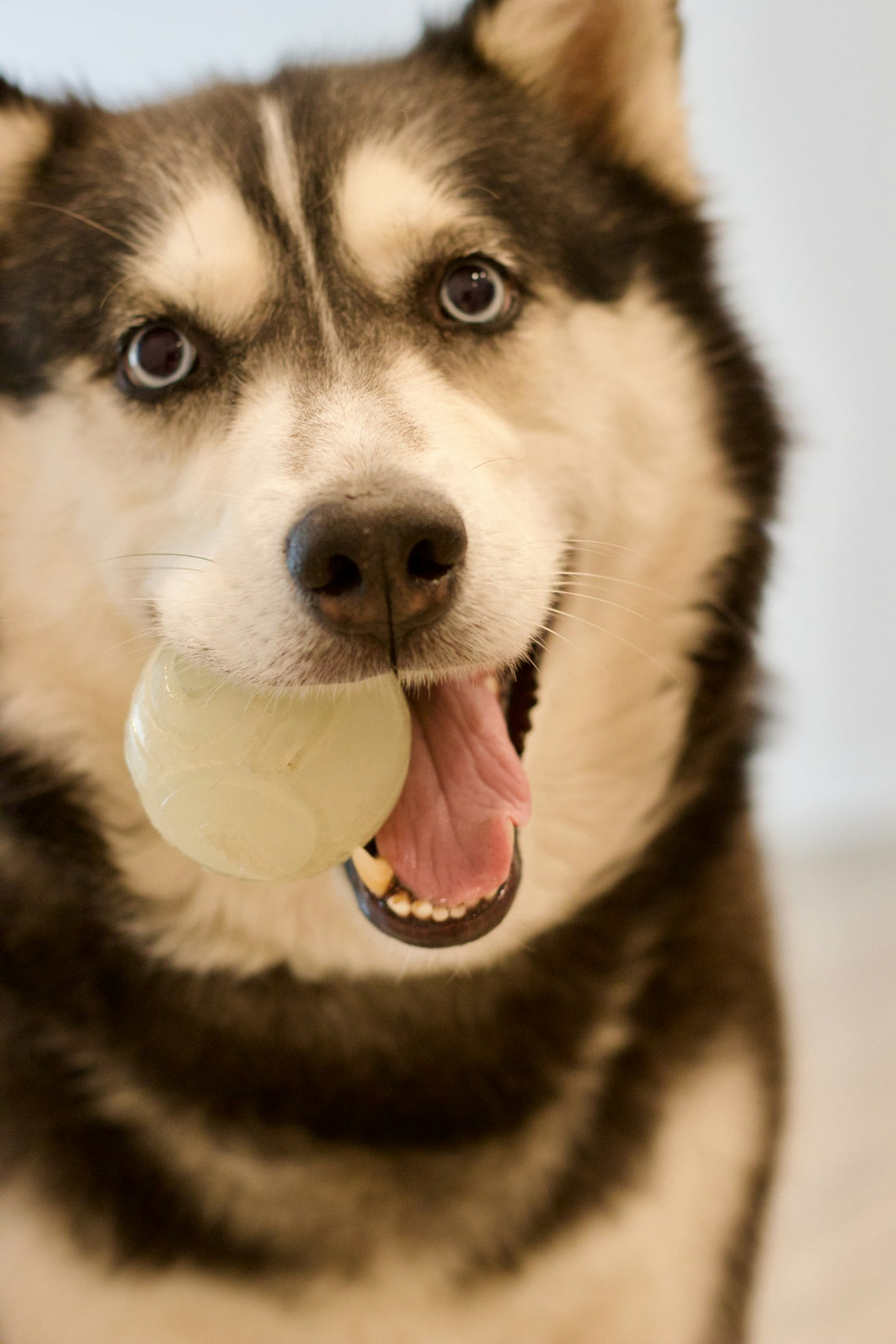 Siberian Husky with blue eyes holding a round toy in its mouth, ready for an indoor game